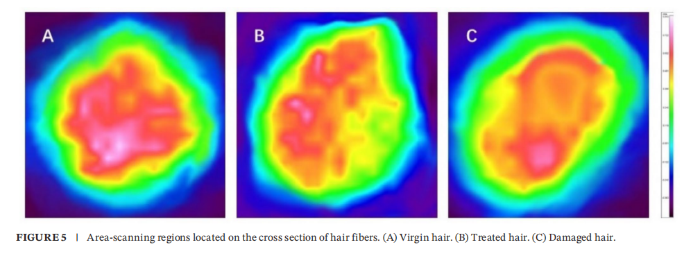 希科检测,安利,头发热损伤模型,研究成果, SCI 期刊​