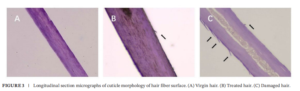 希科检测,安利,头发热损伤模型,研究成果, SCI 期刊​